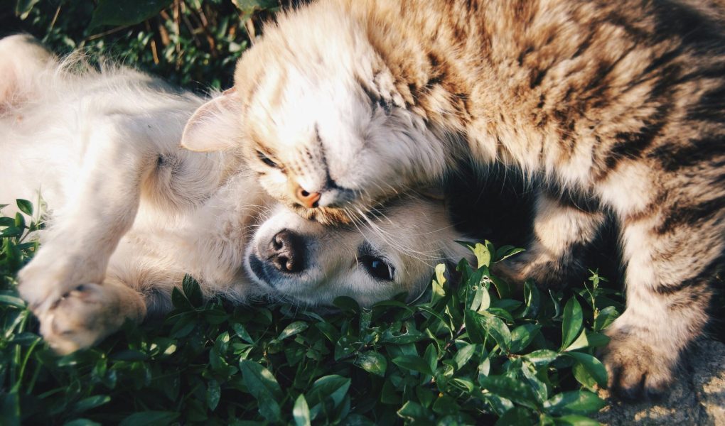 categoria-pets
